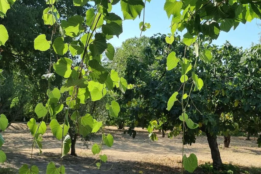 La Provencale Διαμέρισμα Uzès Εξωτερικό φωτογραφία